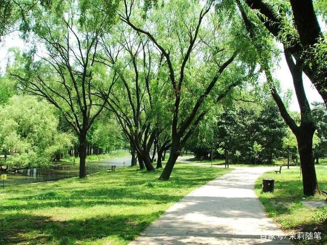 若有来生随着时光变迁愈走愈远，如果有来生要做一棵树