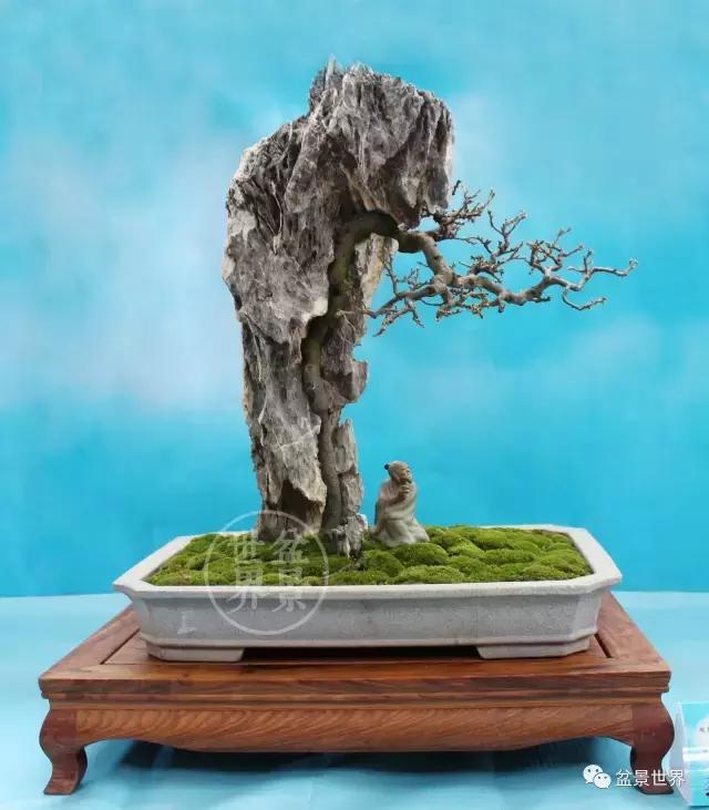 黄杨盆景大全，黄就成老师盆景精品欣赏