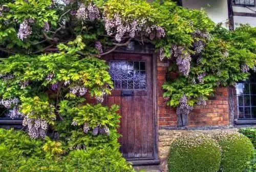 花很香又漂亮的藤蔓植物，12种开花藤蔓植物