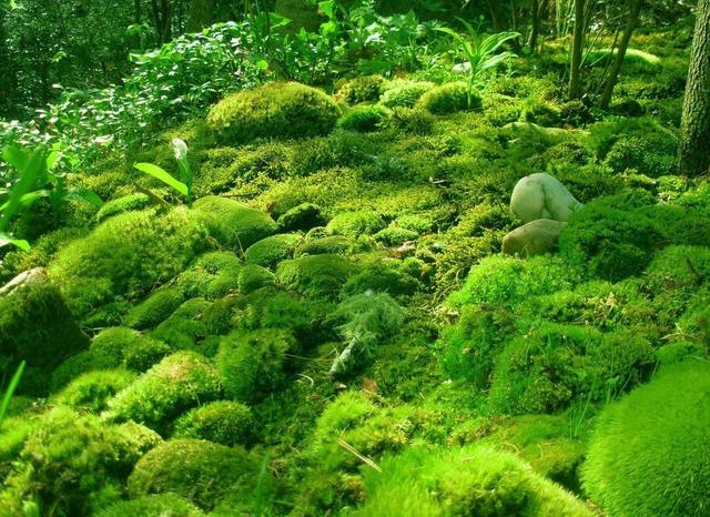 苔藓植物的四个作用，另外还有好几个价值