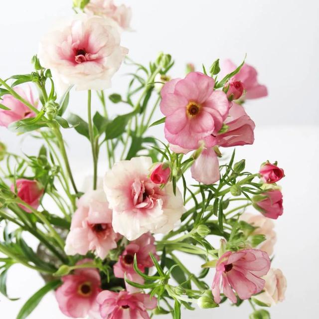 球根植物有几种，海妈园艺课堂干货向