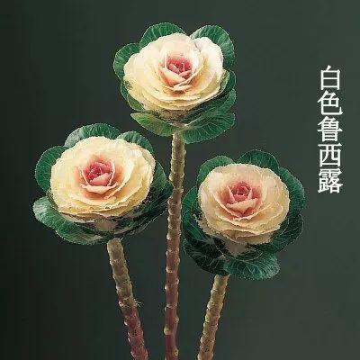 冬天比较耐冻的花，这花冬天不怕冷