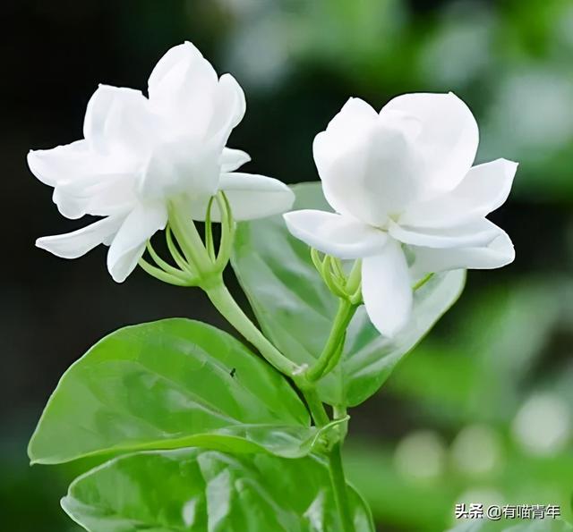 绿萝对猫有毒吗，猫咪吃了一口绿萝