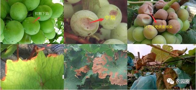 日灼病怎么治疗，茄子容易发生“日灼病”