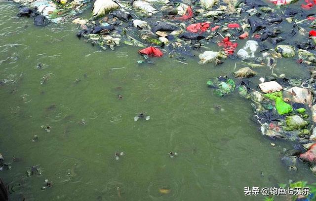 野生两条胡须的鲶鱼能吃吗，以便便为食的鲶鱼