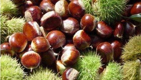 野生的板栗怎么吃，吃过野生板栗吗