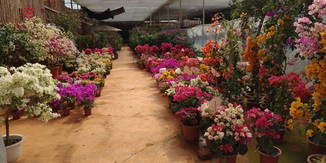 昆明最大的鲜花市场叫什么名字，昆明最受欢迎的2大花市