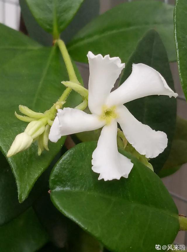 春夏秋冬四季什么花好看，这十种花几乎一年四季都开花