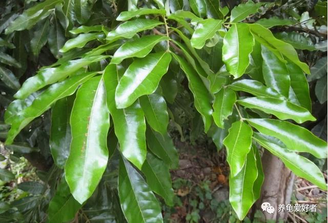 养龟的绿水要怎么培养，养殖户是如何培育绿水的