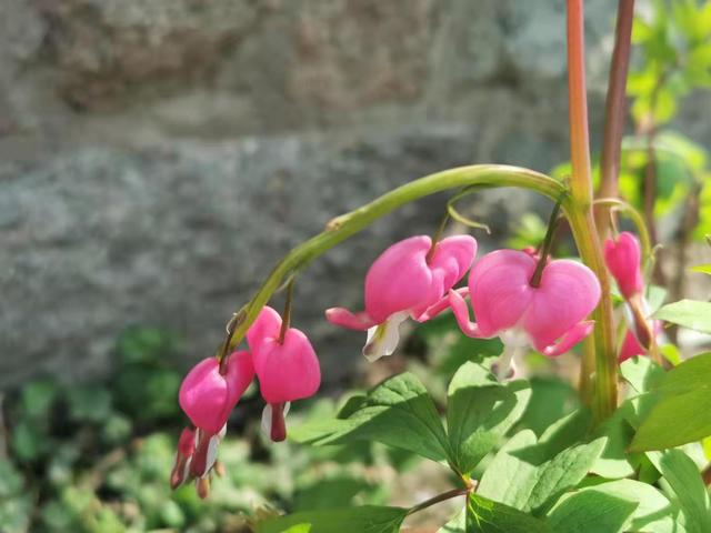 清明适合赏花的地方，纷纷春雨过后是最美人间四月天