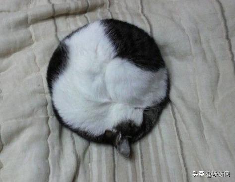 猫咪的4种睡姿代表什么，猫睡姿里藏着这些秘密