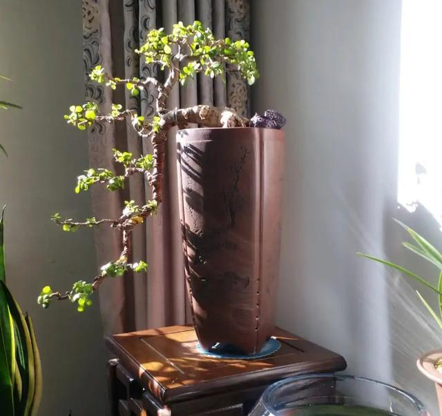 金枝玉叶掉叶子的原因和解决方法，金枝玉叶掉叶子的原因和解决