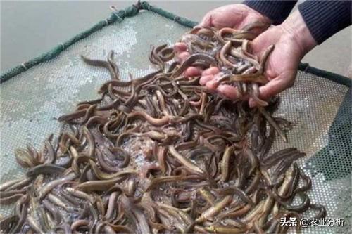 泥鳅大棚养殖，泥鳅池塘高产养殖技术