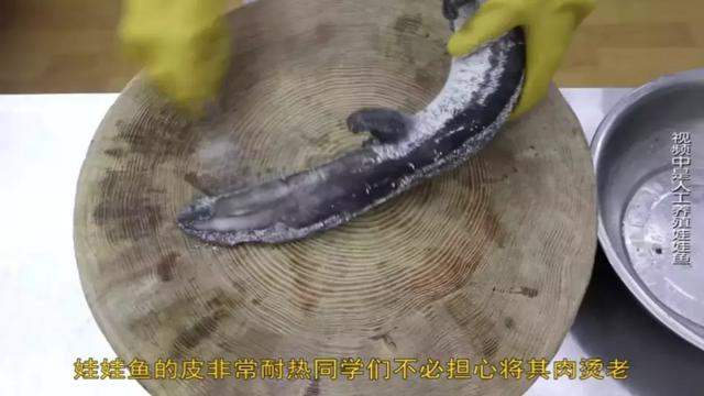 娃娃鱼养殖条件，娃娃鱼的养殖方法及注意事项（家里怎么养殖娃娃鱼——养殖方法）