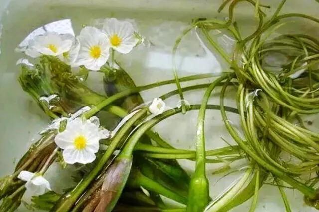 泸沽湖的海藻花几月份去最好，夏日云南美景可不止一点点