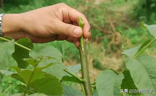 桃树嫁接时间和方法，桃树几月份嫁接合适及嫁接方法（在什么时候、选什么砧木、用什么方法嫁接容易成活）