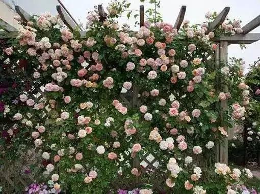 花很香又漂亮的藤蔓植物，12种开花藤蔓植物