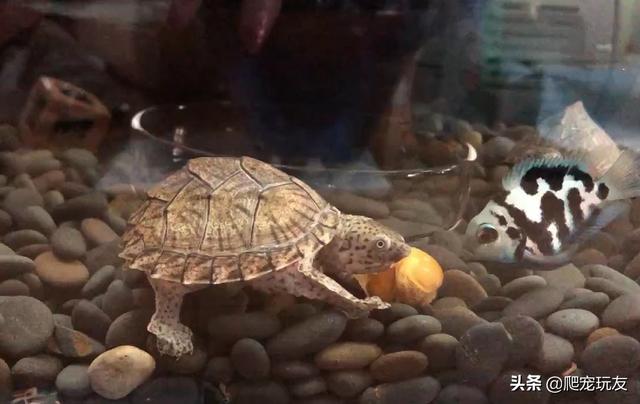 鱼和龟混养怎么喂食，掌握方法很重要鹭港相处没问题