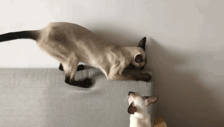 猫咪比较好的零食，提高猫咪生活质量