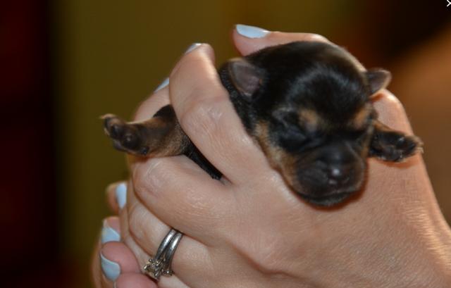 犬结膜炎的症状表现有哪些，什么是初生犬结膜炎