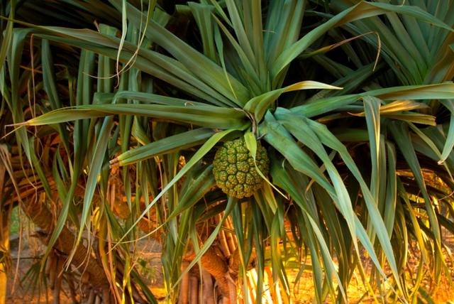 稀有水果名称大全，世界上最稀有的十种水果（全球罕见的六种水果）