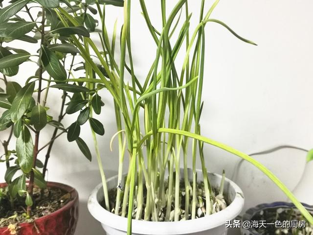 如何用最简单的食材做一碗面，煮碗面最省时间