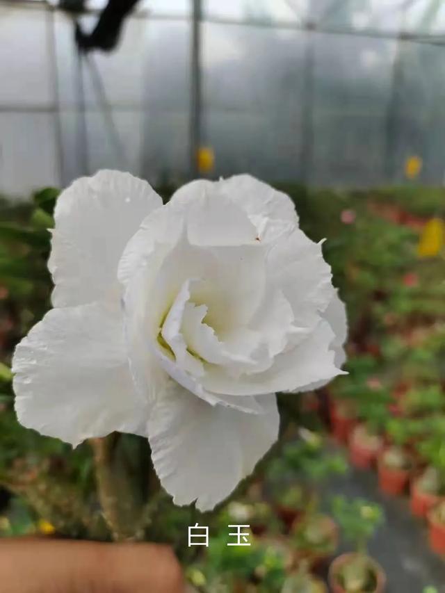 沙漠玫瑰怎么养，沙漠玫瑰的养殖方法多久能开花（真正会养的只需做5点）