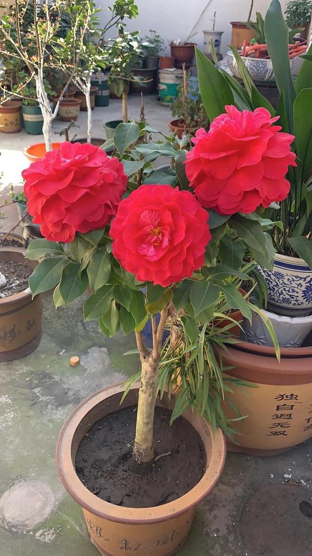茶花的品种及价格，茶花的品种大全介绍