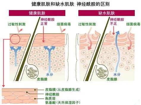 神经酰胺对皮肤的作用，神经酰胺对敏感肌肤的作用与功效