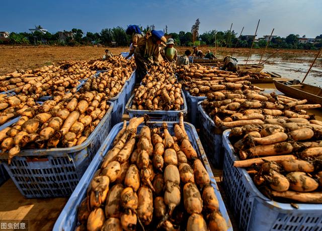 莲藕是根还是茎，莲藕可食用的部分是根还是茎（莲藕的孔洞太多）