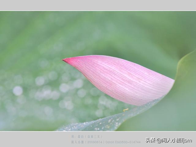 小景深效果花卉摄影技巧，花卉摄影如何拍出质感