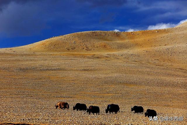 大山里迷人的野花，章丘赵八洞山上的美丽野花