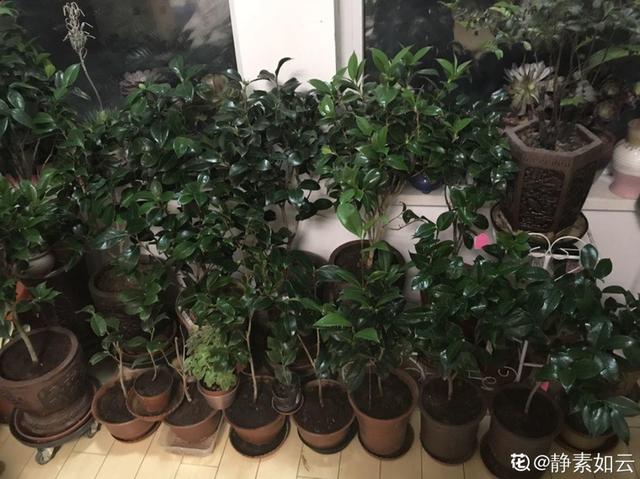 茶花中比较耐养的品种，足足养了上百盆