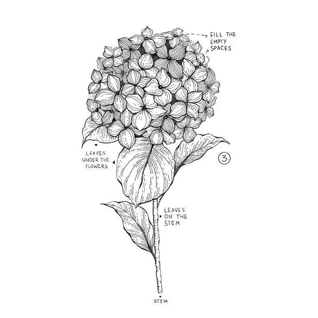 妙笔生花水墨画教程，教科书级别的植物线描