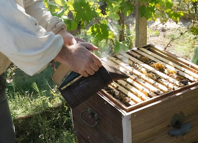 一年四季过下来，正确的蜜蜂养殖方法