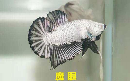 为什么泰国的斗鱼那么好看，盘点惊艳全球的十大泰国斗鱼