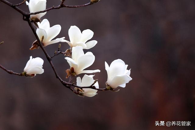 美丽漂亮的白玉兰，分享图片——最漂亮的玉兰花集