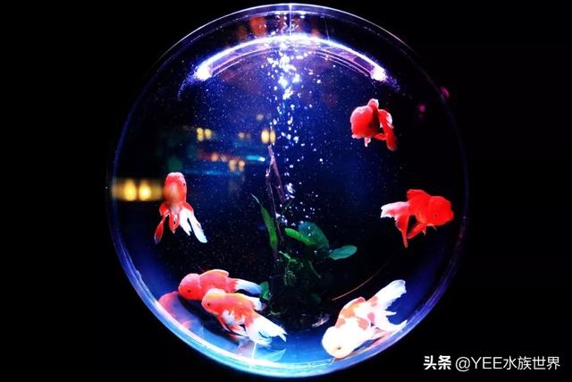自制水循环鱼缸用，自制鱼缸水循环原理（巧用物理原理做鱼缸）