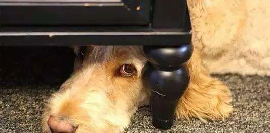 狗狗最害怕哪些东西，狗狗最害怕的7件事