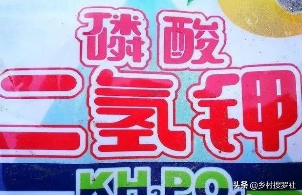 兰花用什么肥料最好，兰花最好施什么肥（3大元素不能少）