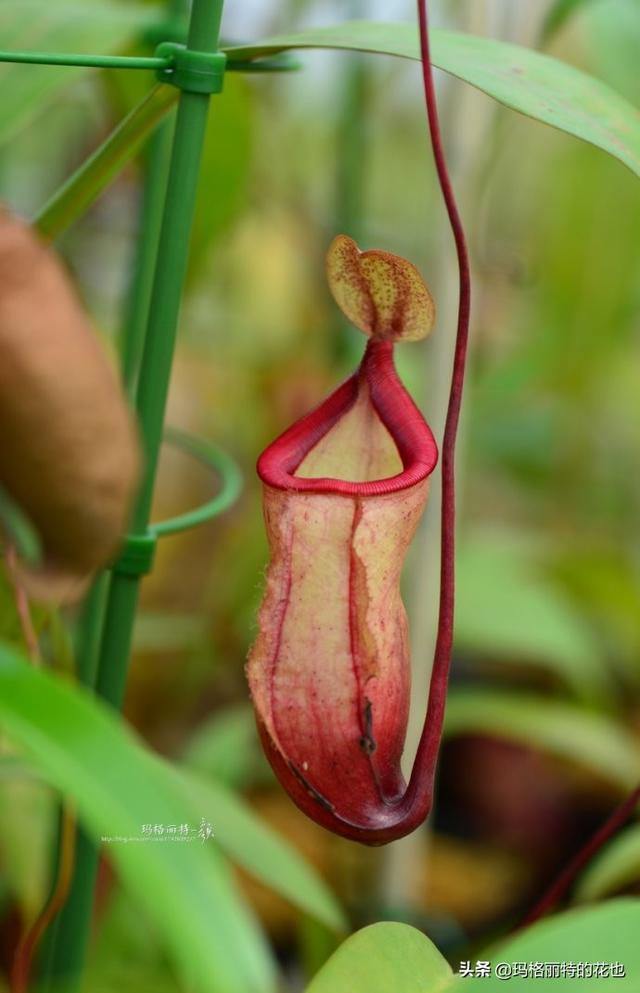 通向死亡的甜蜜诱惑，什么猪笼草是最好养（大量吸食它，可致人瘫痪、死亡）