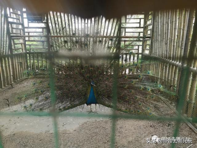 南宫旅游十大必去景点，假日乡村打卡丨夏日来南宫看民族主题花车巡游