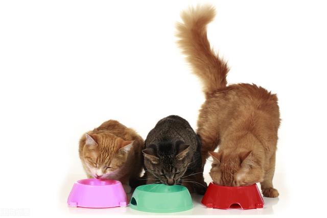 猫咪吐了没消化的猫粮，猫忽然吐没有消化的猫粮（有可能是这几种情况造成的）