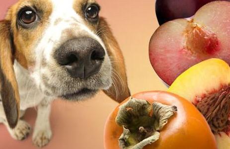狗能吃牛油果吗，4种狗狗不能随便吃的水果