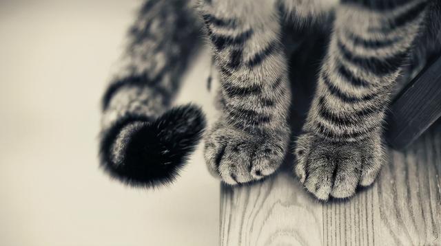 如何从猫咪的肉垫看出性格，猫咪的肉垫形状
