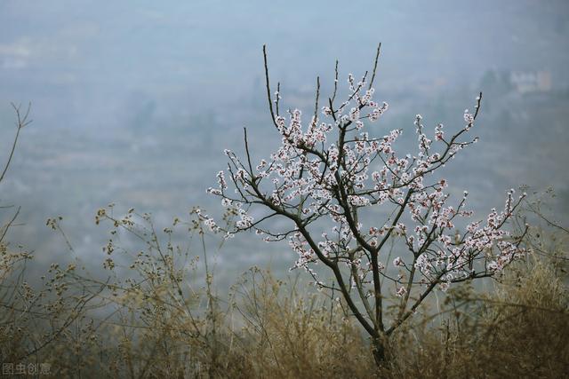 杏花开的时节去赏花，又是一年杏花开