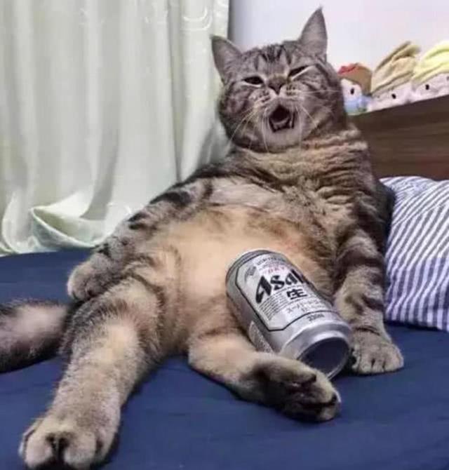 猫喝什么水比较好，猫咪可以喝什么水吗（一天到底需要喝多少水）