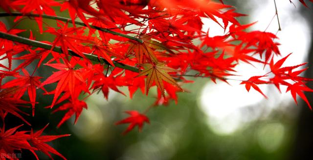 秋天银杏十大绝美诗句，咏上海001号古银杏树