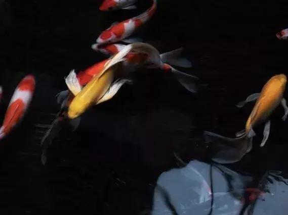 乌镇比较好的民宿，耗费两年1000w打造的乌镇民宿