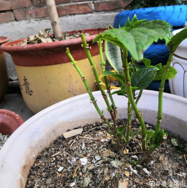 养花换个方法长得更旺，养花小技巧让你从新手到高手